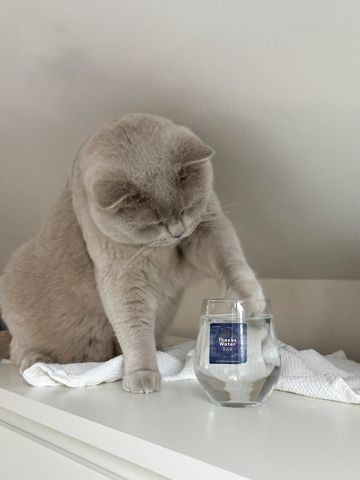 A grey cat drinking from a labelled glass on a windowsill