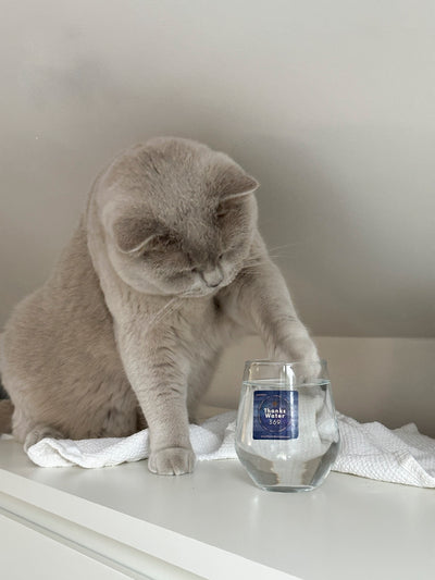 A grey cat drinking from a labelled glass on a windowsill